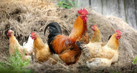 D-067 GALLO Y SUS GALLINAS